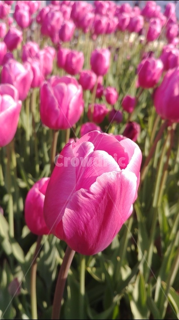 flower,튤립,tulip,분홍,흰꽃,식물,plants,꽃,flowers,spring,5월꽃,5월의꽃,봄,식물,자연,plants,nature,꽃,flower