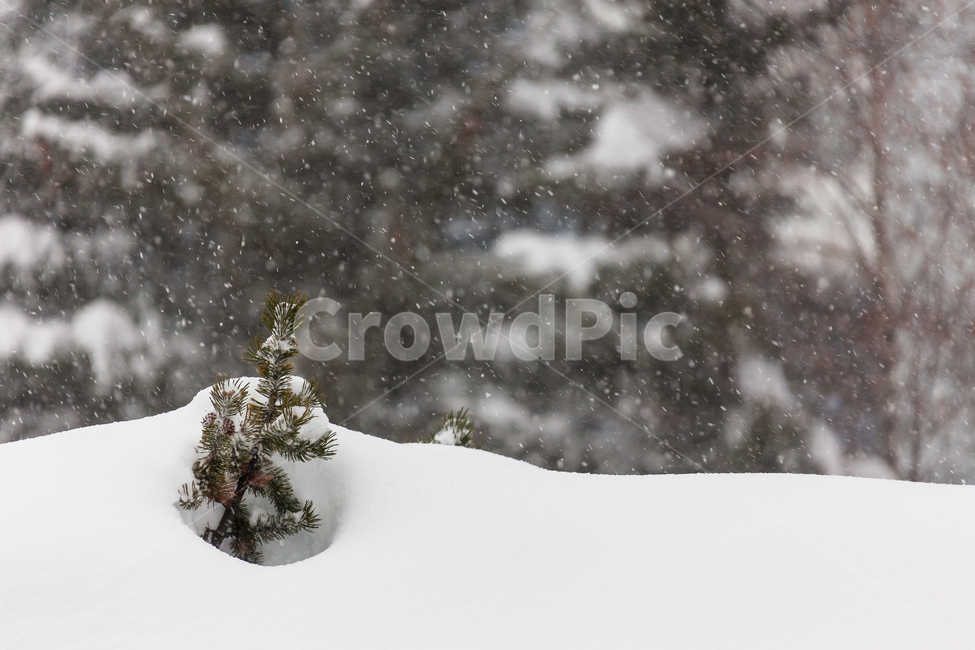 스위스,눈,공원,겨울,거리,풍경,겨울,계절,winter,season,자연,풍경,nature,landscape,감성,sensible,feeling,tree,나무,plant,식물,outdoors,옥외