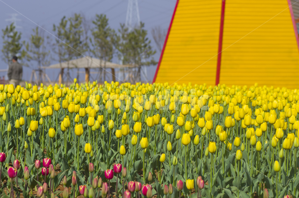 튤립,튜우립,튜울립,꽃,노랑,봄,tulip,꽃밭,풍경,감성,정취