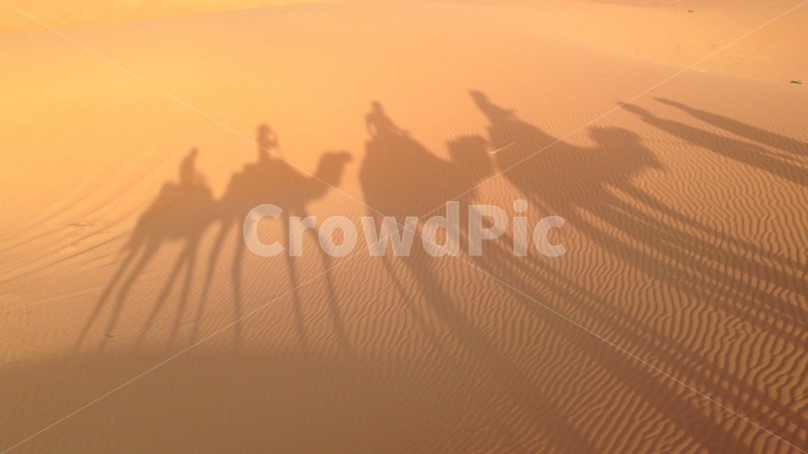 낙타그림자,낙타,그림자,사막,자연,camel,desert,shadow,camelshadow,nature,africa,아프리카