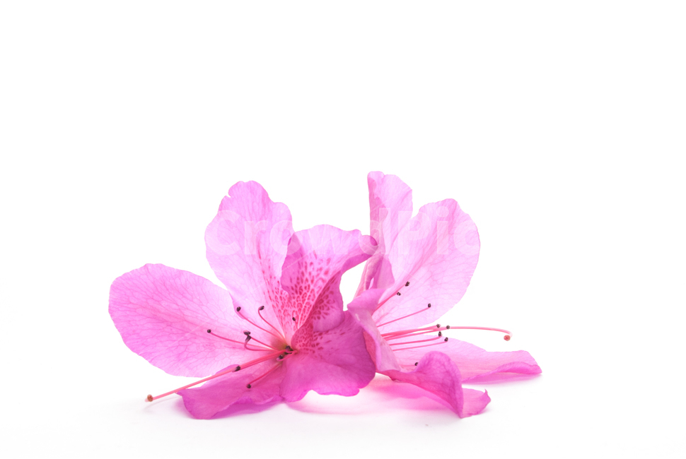 산철쭉,철쭉,누끼,배경,봄,꽃,생화,식물,조경,핑크,분홍,spring,season,flowe,자연,향기,아름다운,화사한,봄꽃,꽃잎,스튜디오,봄,계절,spring,season,식물,자연,plants,nature,꽃,flower,누끼,remove background,plant,geranium,제라늄,blossom