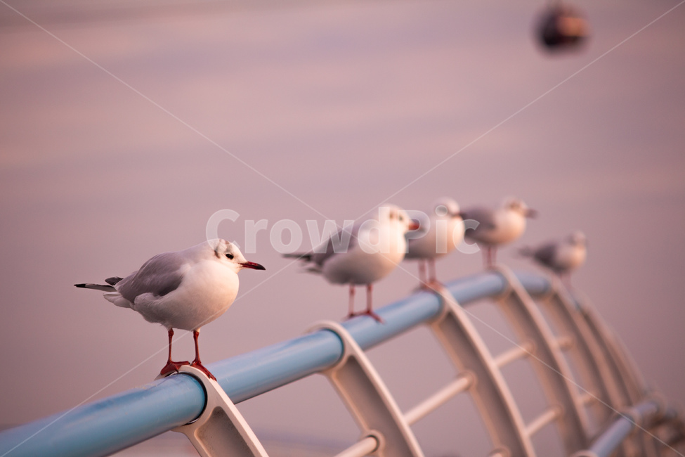 갈매기,새,조류,해안가,해변,모래사장,감성,분위기,날개,날개짓,동물,animal,조류,새,birds