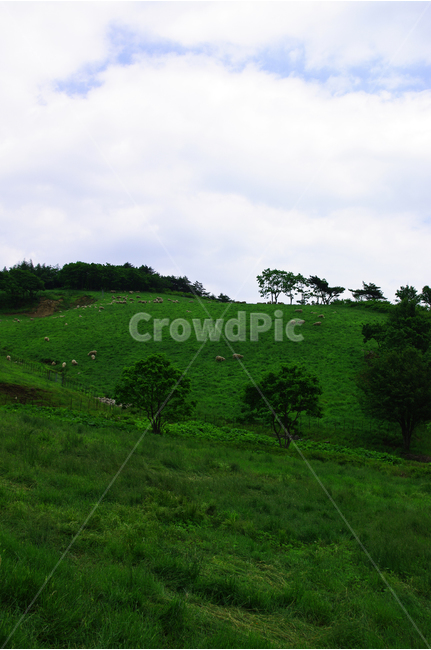 식물,color,하늘,구름,풍경,풍광,자연,nature,landscape,나무,초록,자연,풍경,nature,landscape,outdoors,옥외,grassland,목초지,field,들