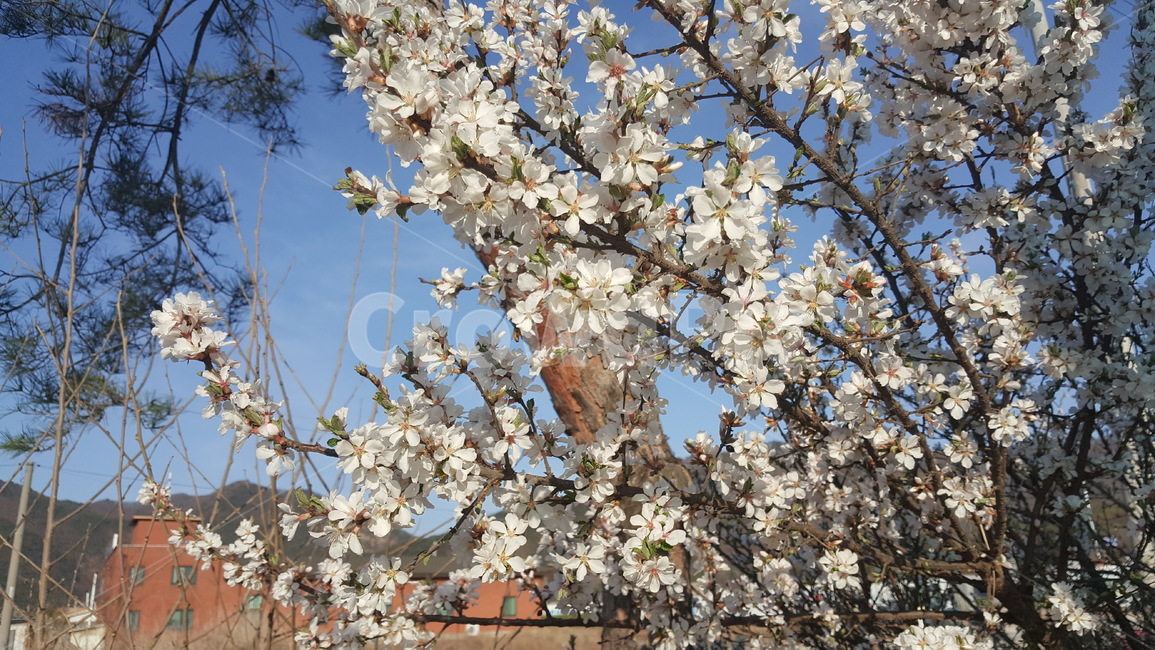 꽃,식물,화단,풍경,자연,식물,자연,plants,nature,꽃,flower