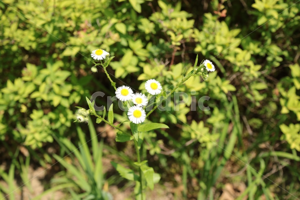 식물,blossom,꽃,plant,데이지