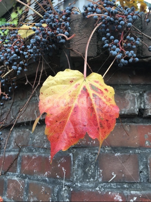 단풍,가을단풍,담쟁이,담쟁이덩굴,ivy,길가식물,길가풍경,식물,자연,plants,nature