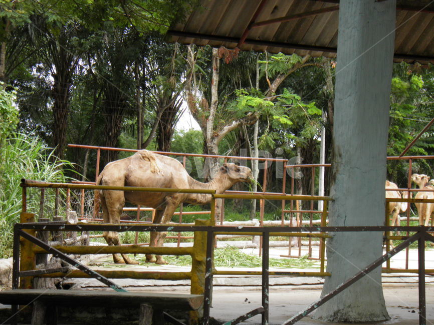 camel,낙타,동물,animal,자연,동물,animal,포유류,mammal