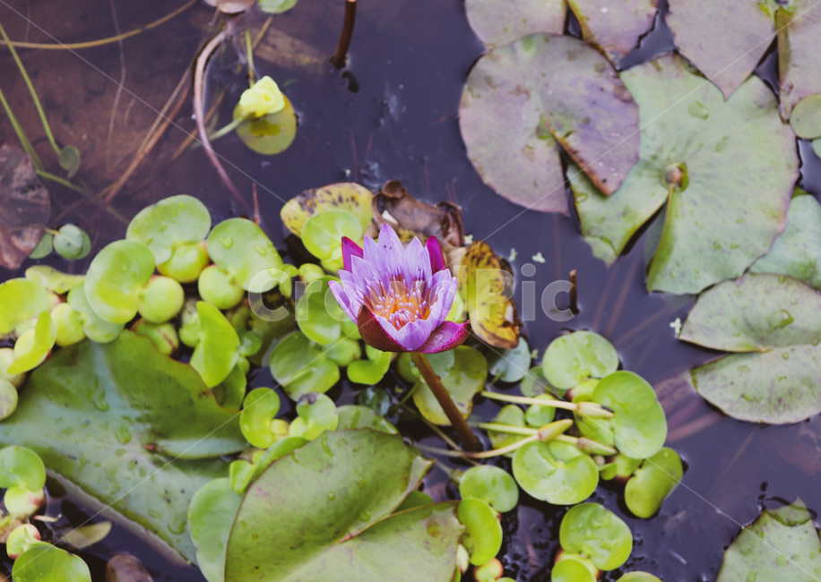 pondlily,연못백합,lotus,plant,식물,flower,꽃,blossom,연꽃,식물,자연,plants,nature,꽃,flower