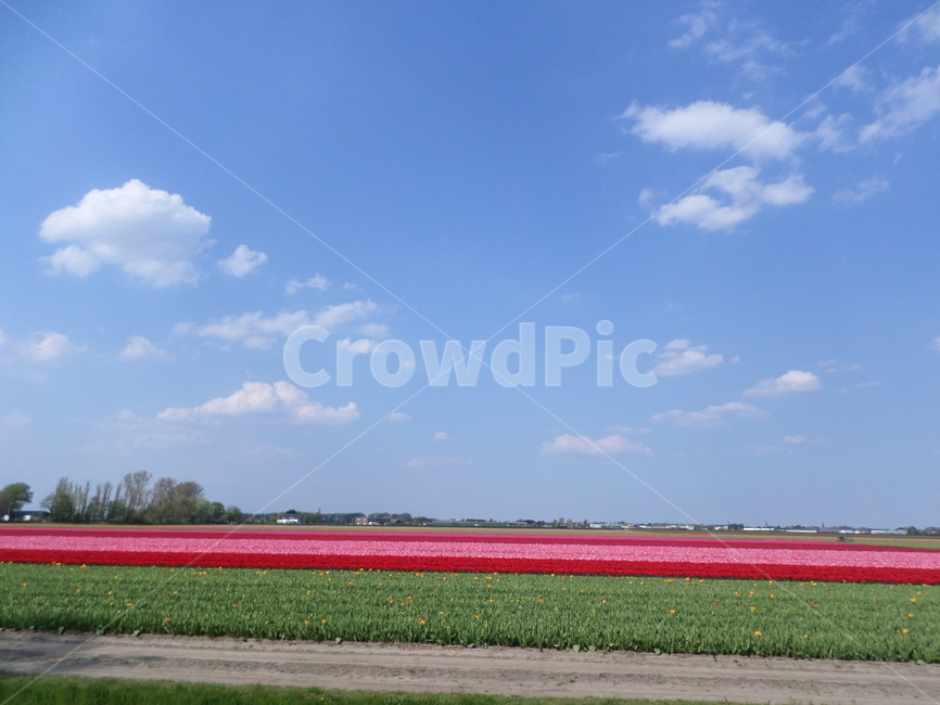 튤립,네덜란드,tulip,flower,color