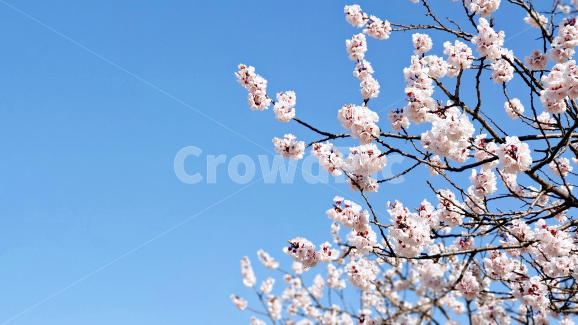 벚꽃,벚꽃나무,flower,봄,봄날,봄꽃,sky,blue,하늘,plant,봄,계절,spring,season,식물,blossom,꽃
