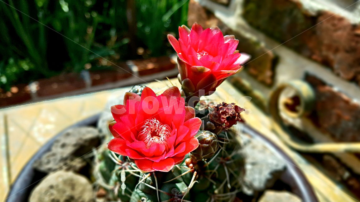 비화옥선인장,화분,선인장꽃,꽃,비화옥선인장꽃,plant,식물