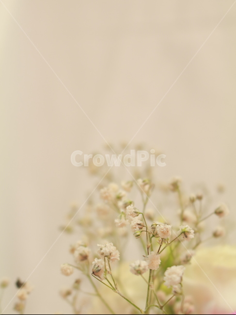 꽃,장미,꽃봉우리,스튜디오,정물,사물,오브젝트,안개꽃,감성,꽃,flower