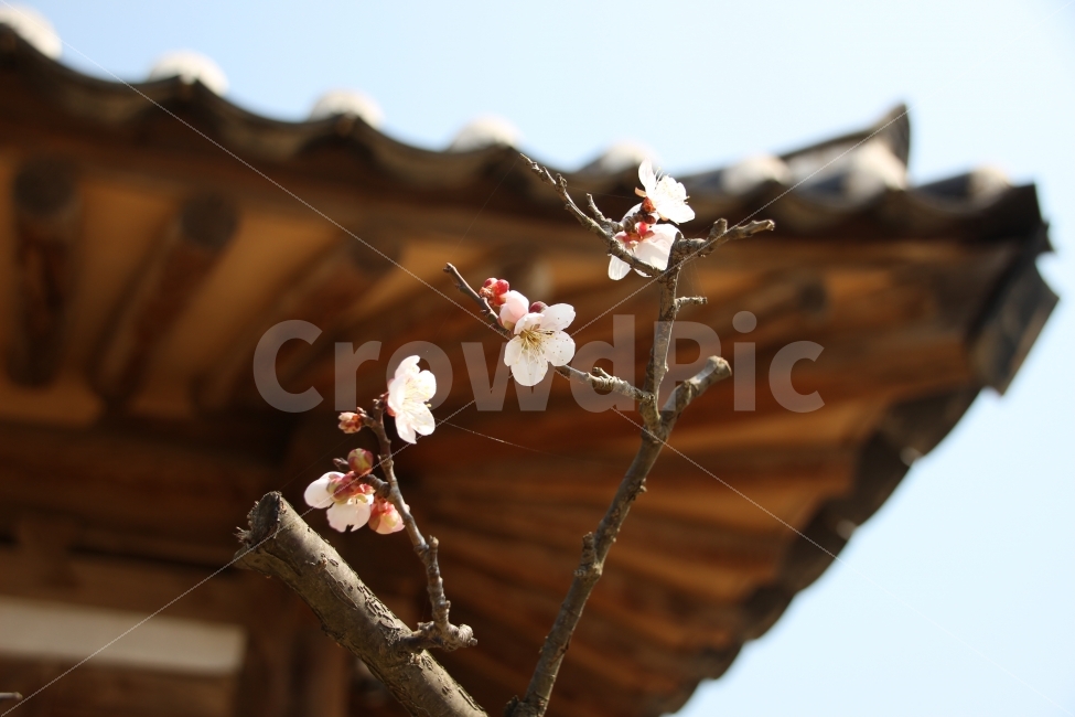 가을,벚꽃,기와,기와집,꽃,식물,자연,plants,nature,한국전통,한국문화,korean traditional,korean culture,봄,계절,spring,season,꽃,flower