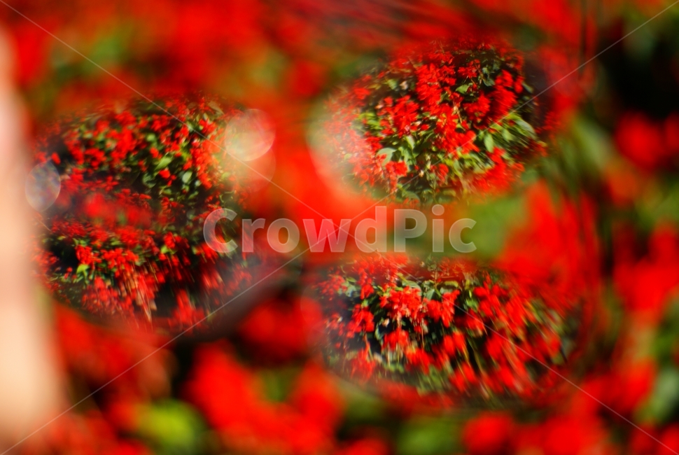 꽃,빨강,보케,추상,flower,red,bokeh,식물,자연,plants,nature,꽃,flower
