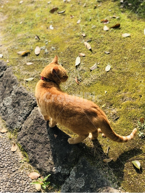 고양이,풀밭고양이,갈색고양이,앉아있는고양이,웅크린고양이,개냥이,길냥이,야옹이,동물,animal,포유류,mammal,고양이,cat,kitten,kitty