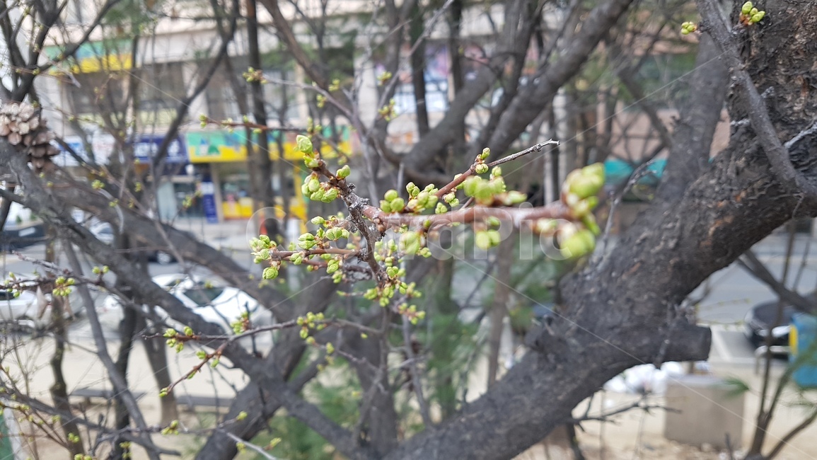 새싹,봄,나무,사람없음,나뭇가지,식물,자연,plants,nature