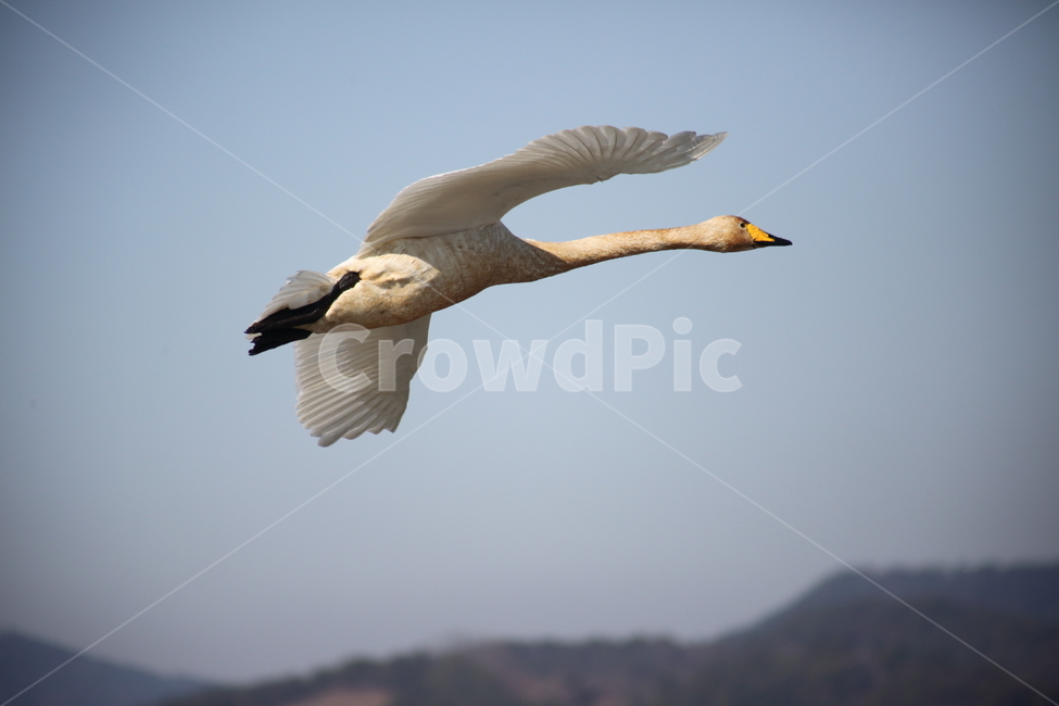 bird,새,animal,동물,고니,백조,철새,swan,큰고니,동물,animal,조류,새,birds