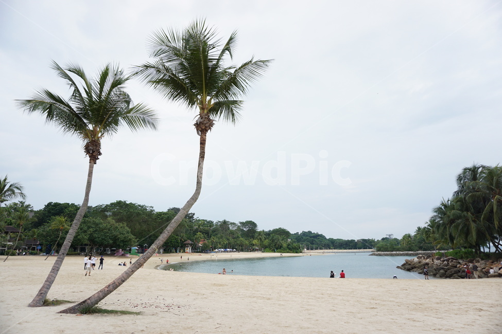 해변,beach,야자수,바다,휴식,휴가,휴양지