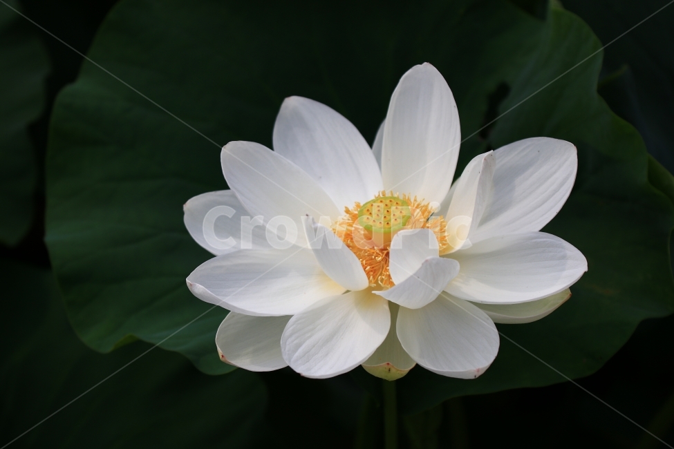 연꽃,홍련,백련,연잎,연,부여,궁남지,꽃,꽃사진,flower,식물,자연,plants,nature,꽃,flower
