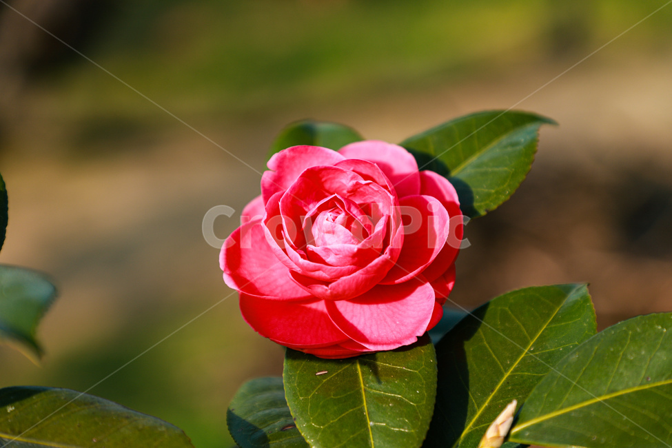 blossom,꽃,flower,식물,봄,동백,식물,자연,plants,nature,꽃,flower