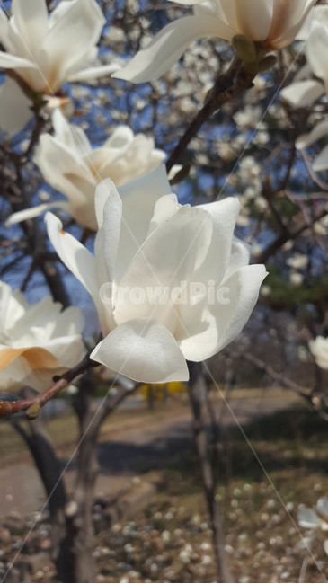 꽃,식물,근접,봄,flower