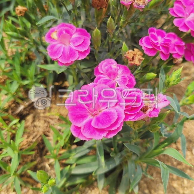 자연,식물,nature,plant,사르코코카콘푸사,꽃,flower,blossom,꽃,flower