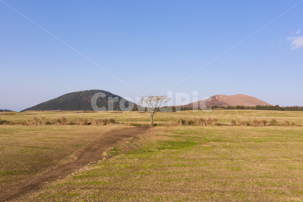 outdoors,옥외,grassland,목초지,field,들,nature,제주도,제주,섬,풍경,자연,구름,나홀로나무,큰나무,왕따나무,초원,드넓은,넓은,벌판,언덕,오름,새별오름,그린,억새,가을,초록,초록색,파란색,푸른,하늘,산,평지,평야,화산,분화구,관광지,관광,휴식,쓸쓸함,여름