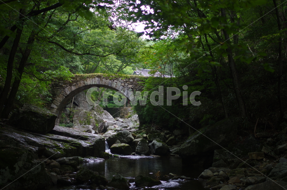 선암사,승선교,나무,계곡,여름,여름,계절,summer,season,자연,풍경,nature,landscape,한국자연풍경,한국자연경관,korea nature landscape,water,물,outdoors,옥외,creek,작은 만,stream,흐름