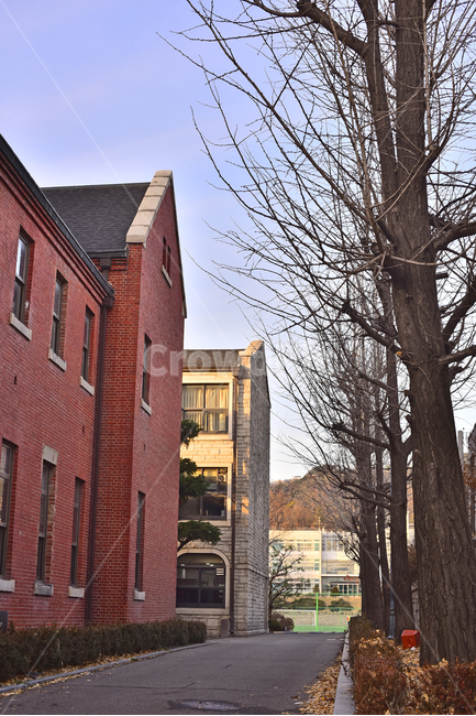 교정,학교,스쿨,school,빨간벽돌,벽돌담,창문,나무,겨울풍경,풍경,배경,바탕,백그라운드,옥외,야외,아웃도어,outdoor,brick,벽돌,건물,빌딩,건축물,고풍스런,석조건물,겨울나무,인적없는,한적한,길,도로,가로수
