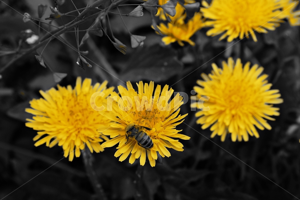 꿀벌,bee,노란색,야생화,일상,식물,자연,plants,nature,꽃,flower,동물,animal,곤충,벌레,insect,bug,흑백,모노톤,monochrome,black and white