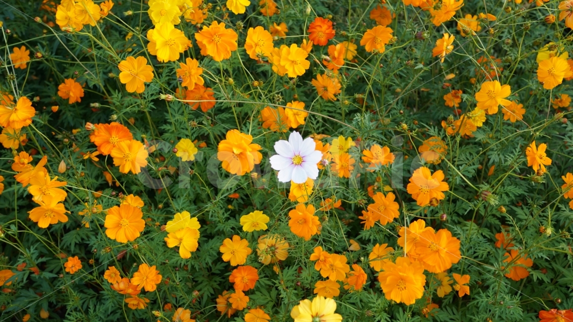 홀로,코스모스,하얀,노란,가을,식물,자연,plants,nature,꽃,flower