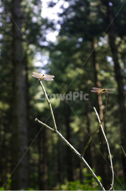곤충,잠자리,나무,식물,자연,숲,plant,tree,초목