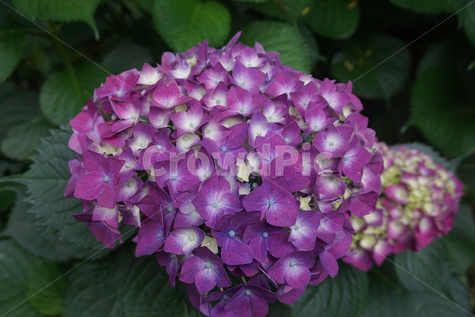 수국,꽃,여름,보라색,보라,식물,자연,plants,nature,꽃,flower
