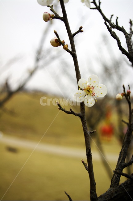 봄,spring,계절,식물,plant,자연,nature,꽃,flower,매화,식물,자연,plants,nature,꽃,flower