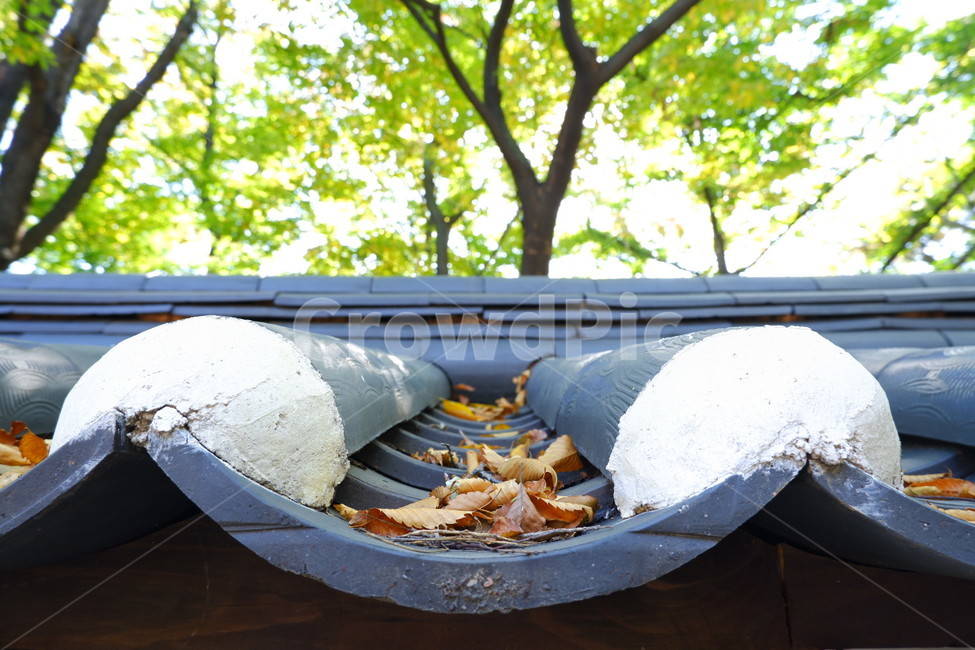 덕수궁,기와,한옥,가을,낙엽,기왓장,가을,계절,fall,autumn,season,한국전통,한국문화,korean traditional,korean culture,건축물,건물외관,exterior,building,structure,architecture,construction