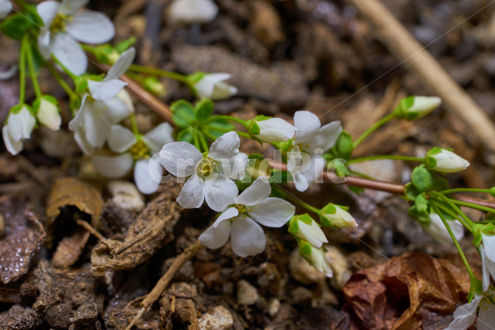 조팝나무,꽃,조팝꽃,꽃접사,접사,봄꽃,흰꽃,흙,자연,flower,macro,nature