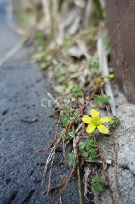 꽃,바위,길거리,flower,길에핀꽃