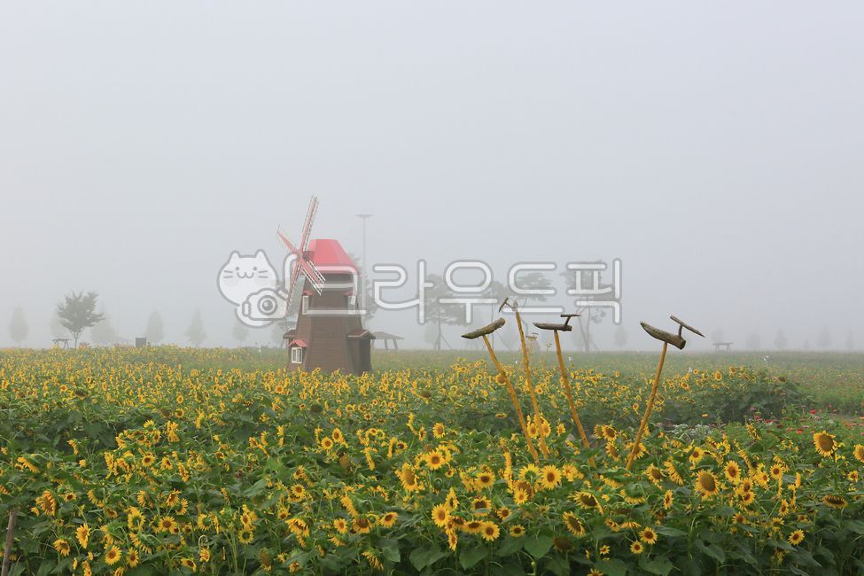 해바라기,꽃,여름,계절,플라워,풍차,공원,안개,한국,자연,실외,야외,창녕,sunflower,flower,summer,nature,outdoors,fog,morning