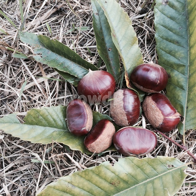 추석,한가위,명절,밤,알밤,plant,식물