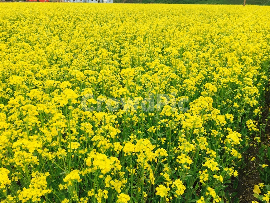 꽃,봄,노랑,풍경,flower,생화,자연,봄,계절,spring,season,식물,자연,plants,nature,꽃,flower,plant,field,들,grassland,목초지,outdoors,옥외,rural,농촌,farm,농장,meadow