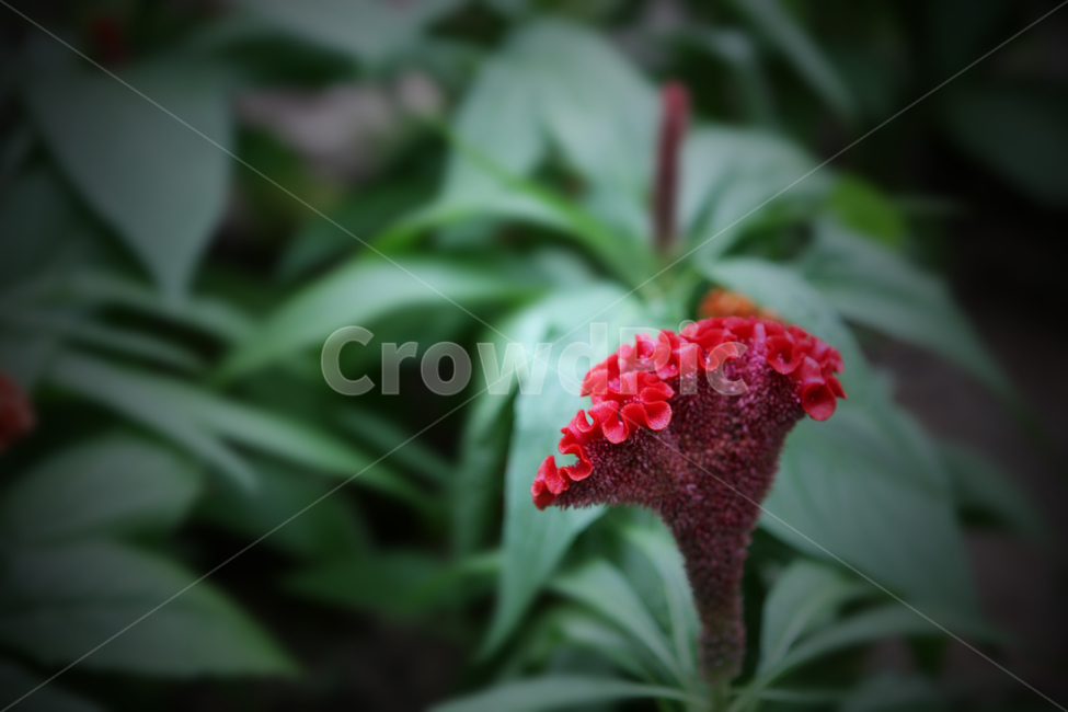 꽃,접사,식물,빨강,레드,식물,자연,plants,nature,꽃,flower