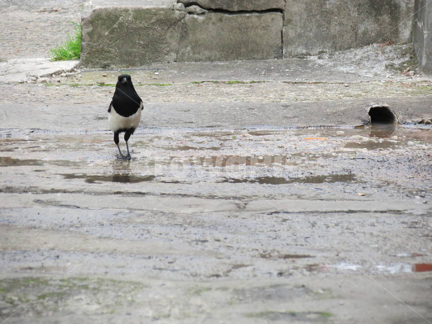 까치,새,풍경,한국,웅덩이,한국적인,길거리,종종걸음,설날,bird,magpie,magpiepictuer,korea,street,koreastreet,동물,animal,조류,새,birds