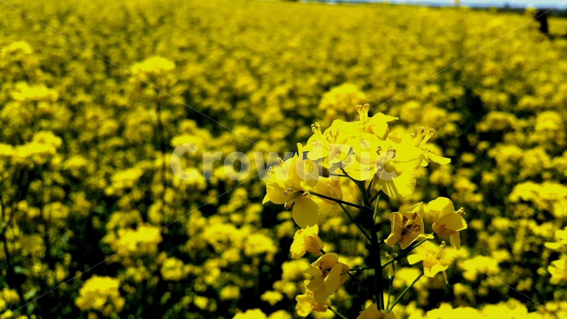 유채꽃,대저생태공원,꽃,배경화면,아웃포커스,식물,자연,plants,nature,꽃,flower