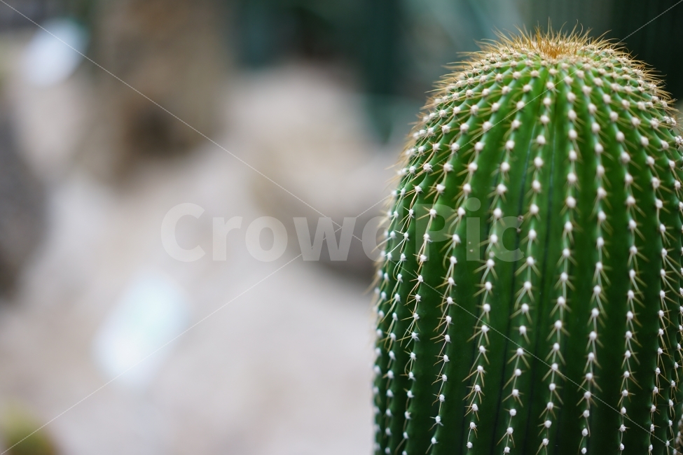 	선인장,식물,가시,생명,나무,사진,까시,녹색,식물사진,식물원,식물,자연,plants,nature