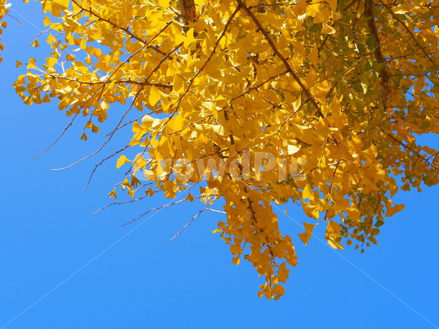 plant,식물,leaf,tree,나무,가을,하늘,푸른,숲,숲속,은행,은행나무,은행잎,잎,가을,계절,fall,autumn,season