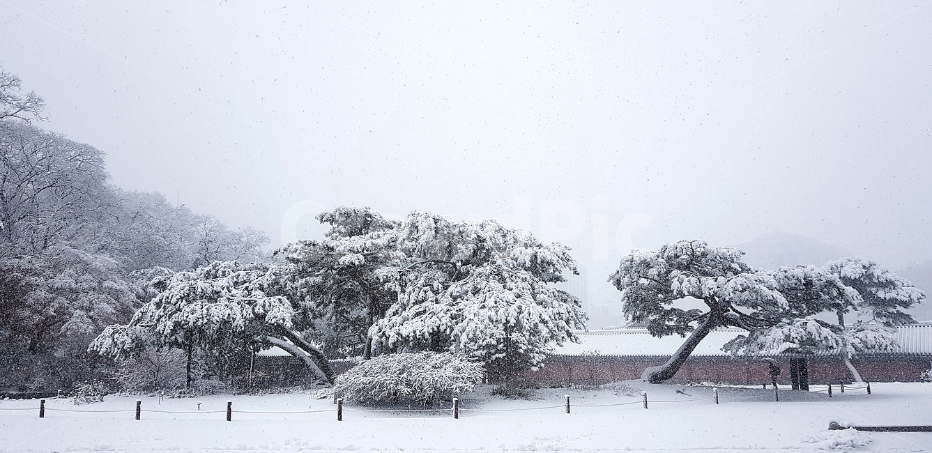 창덕궁,설경,첫눈,서설,고궁,palace,firstsnow,changdeokgungpalace,겨울,계절,winter,season,자연,풍경,nature,landscape,outdoors,옥외