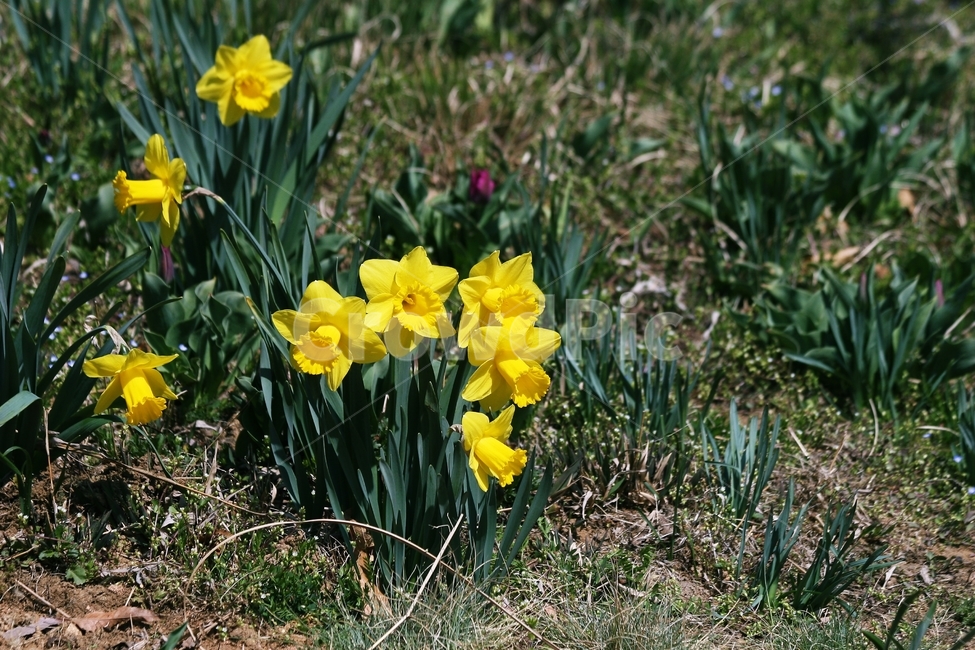 꽃,식물,flower,blossom,plant