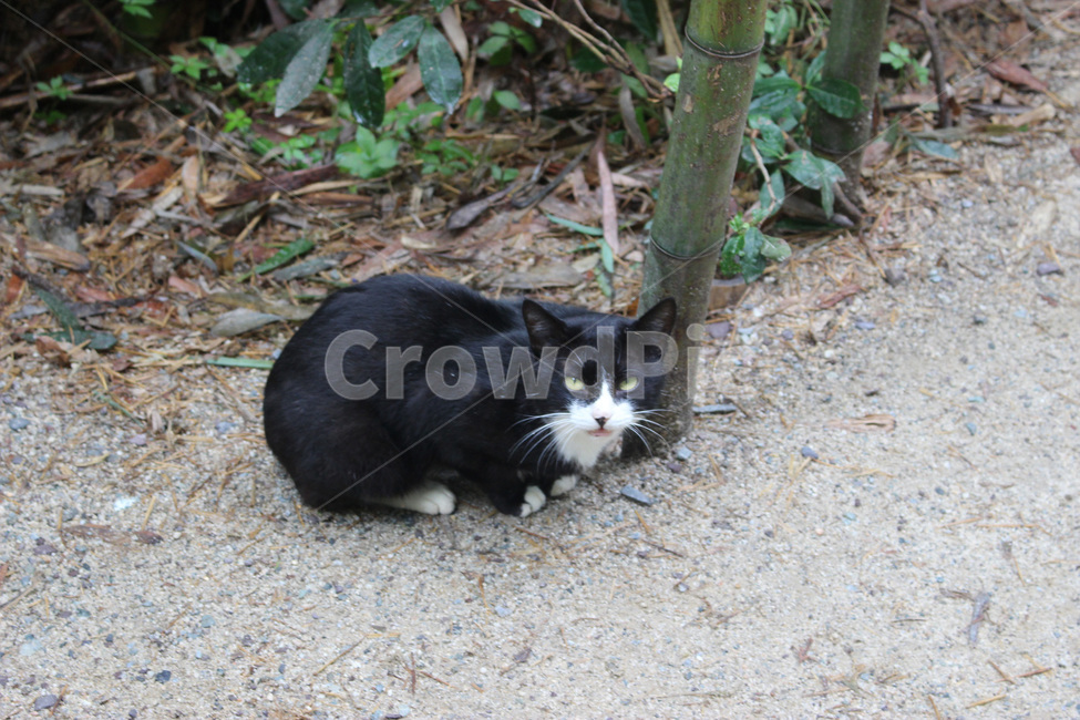 animal,동물,pet,포유류,cat,고양이,검은고양이,꽃미남고양이,산고양이,길고양이,동물,animal,포유류,mammal,고양이,cat,kitten,kitty