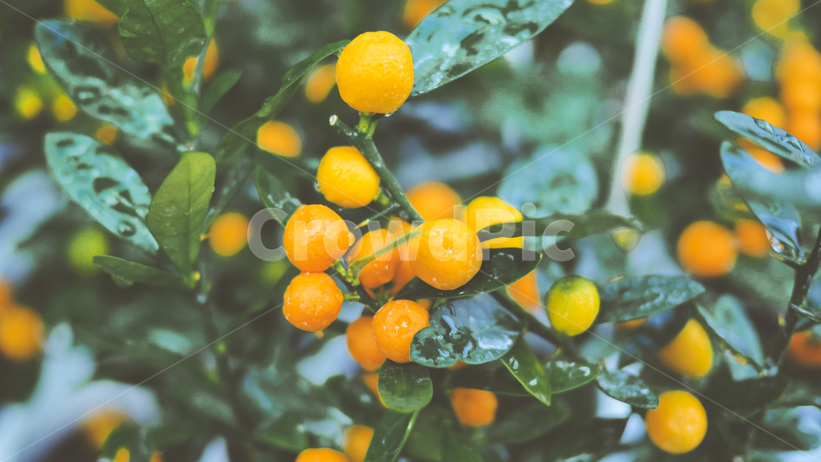과일,감귤류과일,plant,식물,orange,과일,열매,fruit
