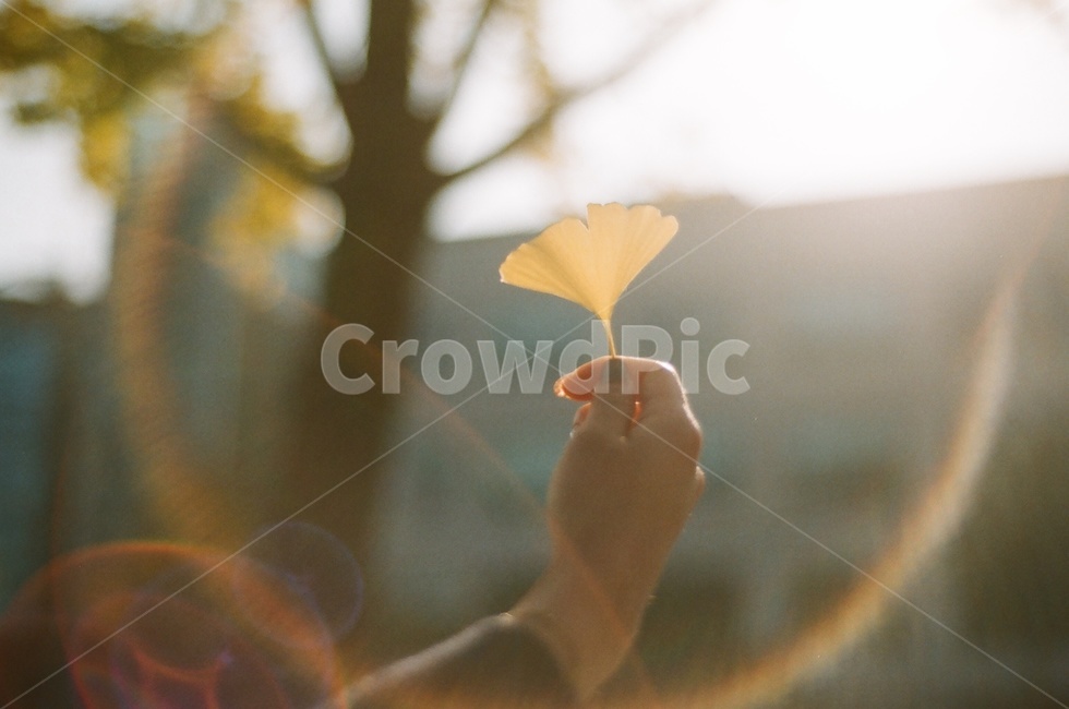 leaf,잎,plant,식물,가을은행,은행잎,낙엽,가을,가을,계절,fall,autumn,season,휴식,힐링,rest,relaxation,healing